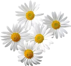 【PNG素材网-png.mixinnet.cn】洋甘菊