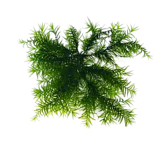 【PNG素材网-png.mixinnet.cn】海草