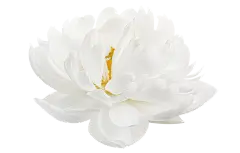 【觅图网-pic.51mitu.com】白色花朵 png