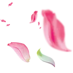 【PNG素材网-png.mixinnet.cn】好多花瓣
