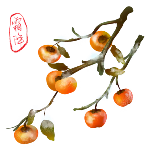 【PNG素材网-png.mixinnet.cn】24节气霜降PNG素材卡通手绘柿子秋季丰收PNG免抠图片素材