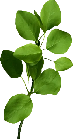 【PNG素材网-png.mixinnet.cn】蔓藤 绿叶 PNG素材 - 彼岸桃花 - .