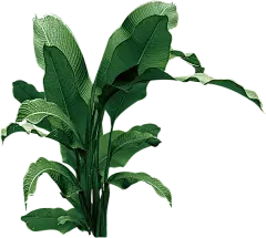 【PNG素材网-png.mixinnet.cn】热带植物芭蕉叶png