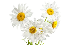 【PNG素材网-png.mixinnet.cn】洋甘菊