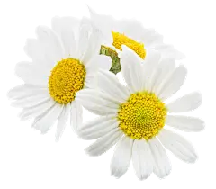 【PNG素材网-png.mixinnet.cn】洋甘菊