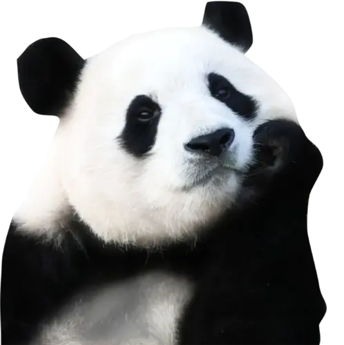 【PNG素材网-png.mixinnet.cn】熊猫5@2x@2x动物熊猫PNG图片