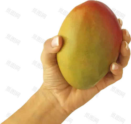 Mango in hand PNG image水果