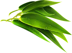 【PNG素材网-png.mixinnet.cn】竹叶png素材