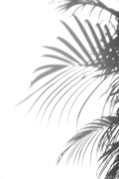【PNG素材网-png.mixinnet.cn】植物光影