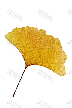 素材  银杏png