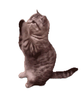 【PNG素材网-png.mixinnet.cn】14GIF动画透明动图