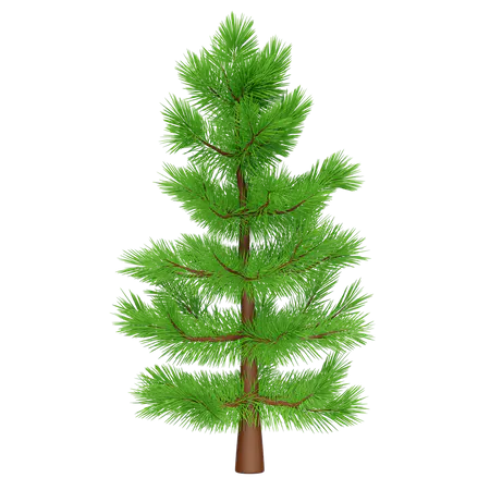 【PNG素材网-png.mixinnet.cn】云杉树