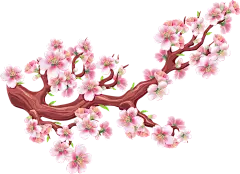【PNG素材网-png.mixinnet.cn】樱花
