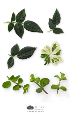 【PNG素材网-png.mixinnet.cn】PlaPlants-&amp;-Flowers-植物2免摳素材PNG：