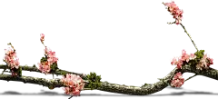 【PNG素材网-png.mixinnet.cn】桃枝