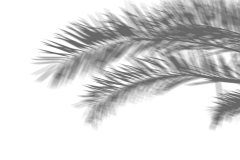 【PNG素材网-png.mixinnet.cn】植物投影