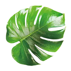 【PNG素材网-png.mixinnet.cn】png热带树叶