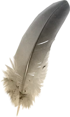 【PNG素材网-png.mixinnet.cn】羽毛素材图片PNG免抠素材 高清免抠素材