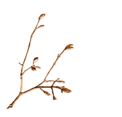 【PNG素材网-png.mixinnet.cn】Plant_写实