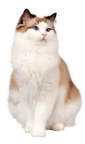 【PNG素材网-png.mixinnet.cn】布偶猫12宠物