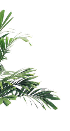 【PNG素材网-png.mixinnet.cn】芭蕉树叶子png (8)