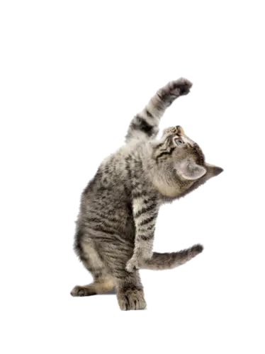 【PNG素材网-png.mixinnet.cn】新图网_站立小猫_ixintu猫