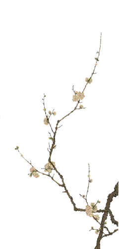 【PNG素材网-png.mixinnet.cn】花枝