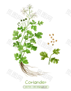 [美工云]手绘草本植物鲜花香菜花卉PSD素材_免抠PNG：