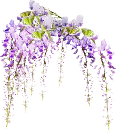 【PNG素材网-png.mixinnet.cn】薰衣草 鲜花