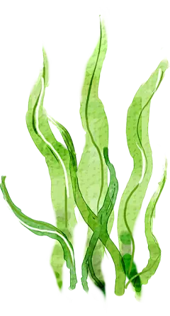 【PNG素材网-png.mixinnet.cn】海草