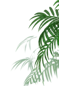【PNG素材网-png.mixinnet.cn】叶子树叶png (91)