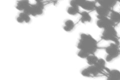 【PNG素材网-png.mixinnet.cn】植物投影