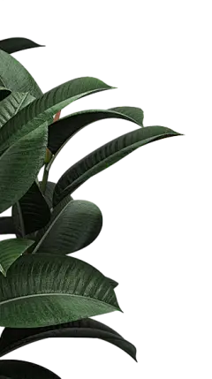 【PNG素材网-png.mixinnet.cn】叶子树叶png (141)