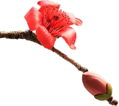 【PNG素材网-png.mixinnet.cn】flower