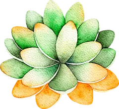 【PNG素材网-png.mixinnet.cn】多肉PNG