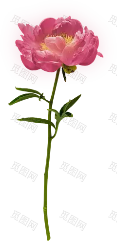 鲜花花朵免抠_PNG：