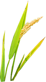 【PNG素材网-png.mixinnet.cn】稻谷苗