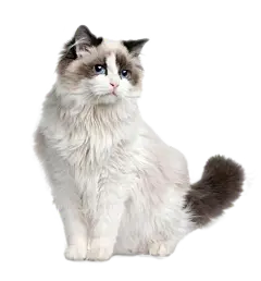 【PNG素材网-png.mixinnet.cn】布偶猫素材PNG