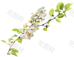 白色的花png 樱花？桃花？