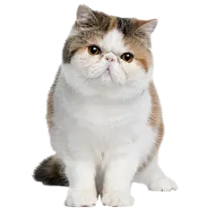 【PNG素材网-png.mixinnet.cn】花猫
