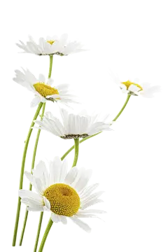 【PNG素材网-png.mixinnet.cn】洋甘菊