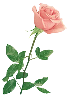 【PNG素材网-png.mixinnet.cn】c34d25352b611607e418836c9cafba86