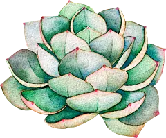 【PNG素材网-png.mixinnet.cn】多肉PNG