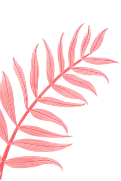 【PNG素材网-png.mixinnet.cn】PNG高清免扣植物
