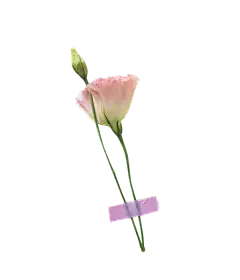 【PNG素材网-png.mixinnet.cn】鲜花平铺