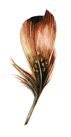 【PNG素材网-png.mixinnet.cn】[美工云]手绘水彩鸡毛羽毛_免抠PNG：