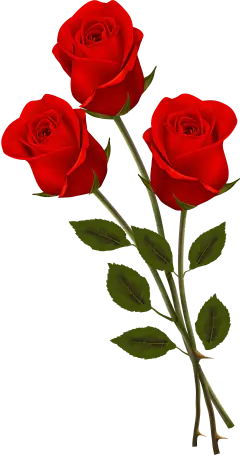 【PNG素材网-png.mixinnet.cn】手绘玫瑰花