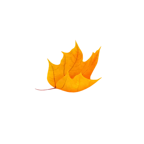 【PNG素材网-png.mixinnet.cn】PNG 花草