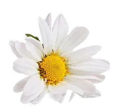 【PNG素材网-png.mixinnet.cn】洋甘菊