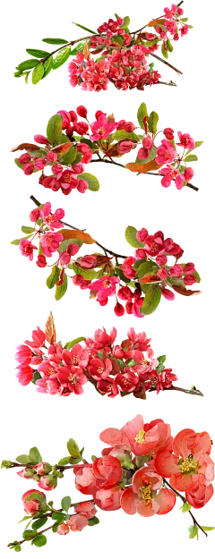 【PNG素材网-png.mixinnet.cn】桃花 花朵 树叶设计元素_PNG：